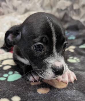 French Bulldog and Boston Terrier Dogs Available for Adoption - Espresso | PetCurious