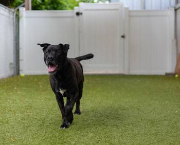 Labrador Retriever and Boxer Dogs Available for Adoption in Bloomfield, Connecticut - Oakley | PetCurious