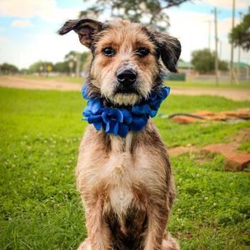Bruno -  Terrier Dog for Adoption in Spokane, Washington - Bruno | PetCurious