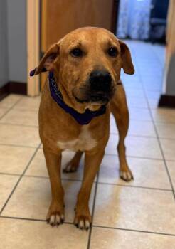 Carson -  Mixed Breed Dog for Adoption in Chesterfield, South Carolina - Carson | PetCurious