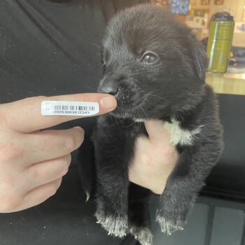 Doggett Orange -  Black Labrador Retriever and Great Pyrenees Dog for Adoption in Savannah, Georgia - Doggett Orange | PetCurious