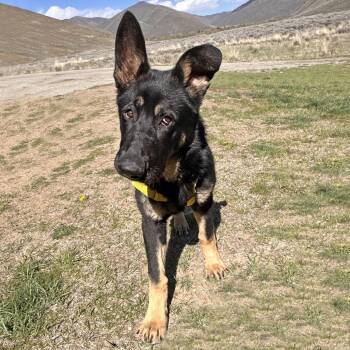 Mixed Breed Dogs Available for Adoption in Hailey, Idaho - Sigma | PetCurious