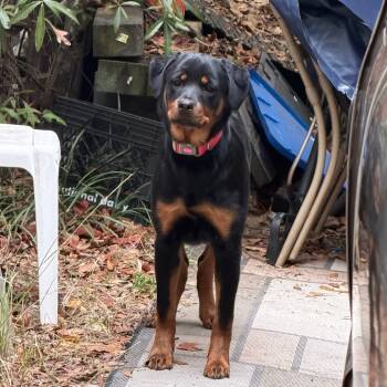 Rescue Mixed Breed Dogs for Adoption in Columbus, Georgia - 10/26/25-Stray-AnitaAve | PetCurious