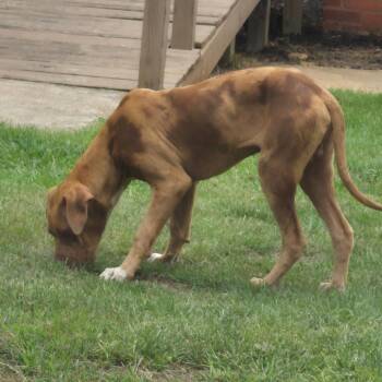 Rico -  Catahoula Leopard Dog and Mixed Breed Dog for Adoption in Montgomery, Alabama - Rico | PetCurious