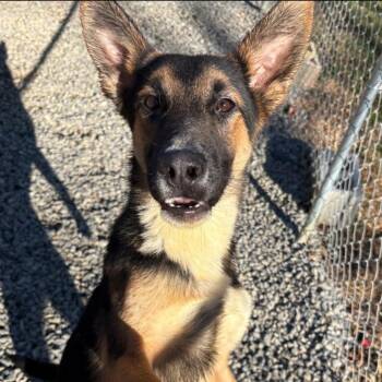 Rescue German Shepherd Dog Dogs for Adoption in Chuckey, Tennessee - Zazu | PetCurious