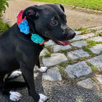 ANDROMEDA-Local -  Black Labrador Retriever Dog for Adoption in Warwick, Rhode Island - ANDROMEDA-Local | PetCurious