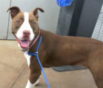 Mixed Breed Dogs Available for Adoption in Dallas, Texas - DUCHESS | PetCurious