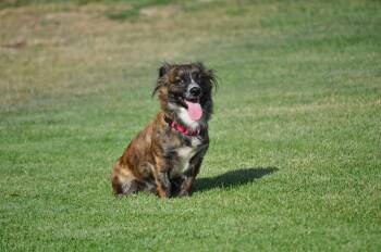 Penny -  Terrier Dog for Adoption in Union Gap, Washington - Penny | PetCurious