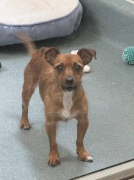 Daisy -  Chihuahua and Dachshund Dog for Adoption in Roseville, California - Daisy | PetCurious
