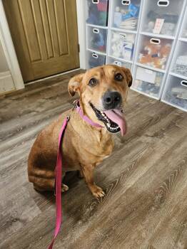 Kofia -  Labrador Retriever Dog for Adoption - Kofia | PetCurious