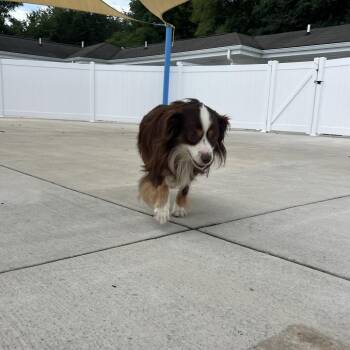 Hazel -  Australian Shepherd Dog for Adoption in Harrisonburg, Virginia - Hazel | PetCurious