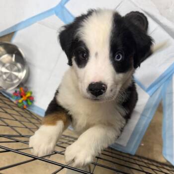 Australian Shepherd Dogs Available for Adoption in Rockville, Maryland - Pilot | PetCurious