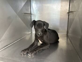 Rescue Labrador Retriever and Mixed Breed Dogs for Adoption in San Bernardino, California - FANCY | PetCurious