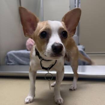 Peanut -  Chihuahua Dog for Adoption in Walnut Creek, California - Peanut | PetCurious
