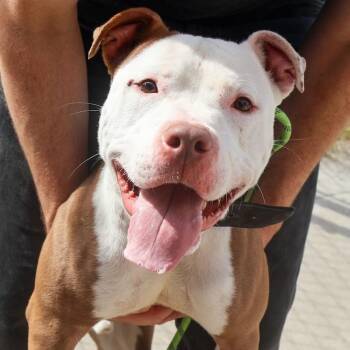 Carlton -  Pit Bull Terrier Dog for Adoption in Hollister, Missouri - Carlton | PetCurious