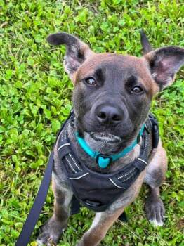 Quinn -  Mixed Breed Dog for Adoption in Montreal, Quebec - Quinn | PetCurious