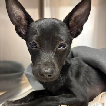 Zeus -  Chihuahua and Mixed Breed Dog for Adoption in Goleta, California - Zeus | PetCurious