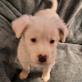 Mixed Breed Dogs Available for Adoption in Cincinnati, Ohio - Cotton Tail | PetCurious