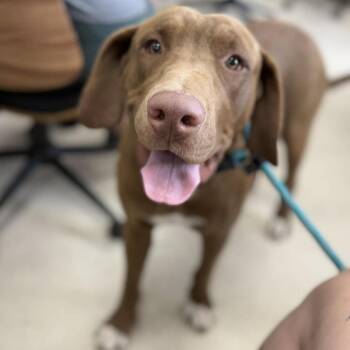Duck -  Chocolate Labrador Retriever and Mixed Breed Dog for Adoption in Jacksboro, Tennessee - Duck | PetCurious