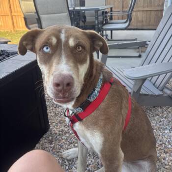 Cinnamon -  Husky Dog for Adoption in Columbia, South Carolina - Cinnamon | PetCurious