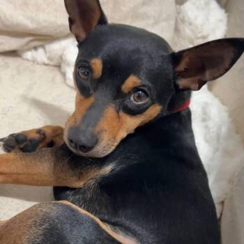 Victor AC -  Miniature Pinscher and Terrier Dog for Adoption in Austin, Texas - Victor AC | PetCurious
