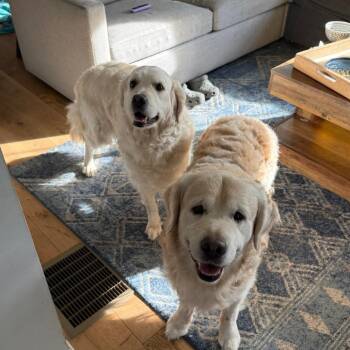 Baxter -  Golden Retriever Dog for Adoption in Hopkinton, Massachusetts - Baxter | PetCurious
