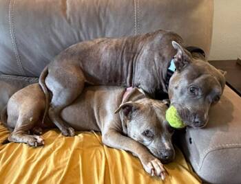 Betty and Wilma, a bonded senior pair -  American Staffordshire Terrier and Pit Bull Terrier Dog for Adoption in Georgetown, Texas - Betty And Wilma, A Bonded Senior Pair | PetCurious