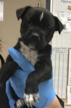 Pit Bull Terrier and Mixed Breed Dogs Available for Adoption - FLORENCE | PetCurious