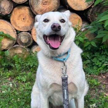 Winnie -  Husky Dog for Adoption in Brainerd, Minnesota - Winnie | PetCurious