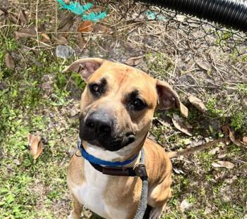 Mixed Breed Dogs Available for Adoption - THEO | PetCurious