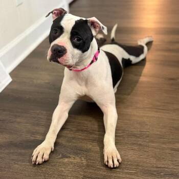 Milkshake -  Pit Bull Terrier Dog for Adoption in Beulaville, North Carolina - Milkshake | PetCurious