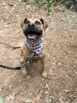Dane -  Mixed Breed Dog Available for Adoption in Durham, North Carolina - Dane | PetCurious