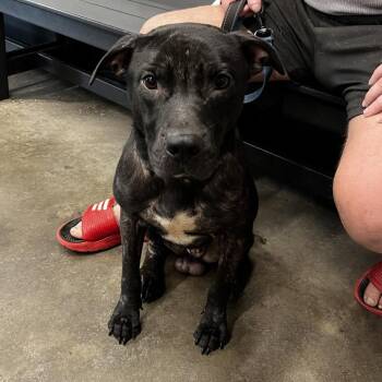Terrier Dogs Available for Adoption in Tampa, Florida - Bubba | PetCurious