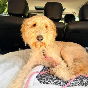 Gracie Mae -  Bernese Mountain Dog and Standard Poodle Dog for Adoption in Pineville, Missouri - Gracie Mae | PetCurious