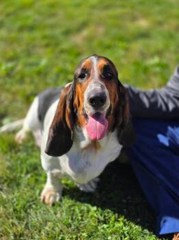 Lulu -  Basset Hound Dog for Adoption in Brookville, Ohio - Lulu | PetCurious