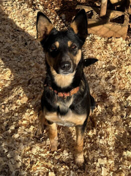 Rescue German Shepherd Dog Dogs for Adoption in Chattanooga, Tennessee - Nala | PetCurious