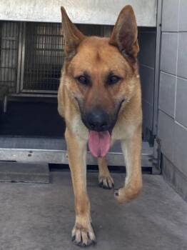 German Shepherd Dog Dogs Available for Adoption - ZANE | PetCurious