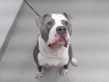PIG -  Bullmastiff and Mixed Breed Dog for Adoption in Omaha, Nebraska - PIG | PetCurious