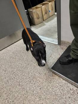 Rescue Pit Bull Terrier and Mixed Breed Dogs for Adoption in Gastonia, North Carolina - Smokey | PetCurious