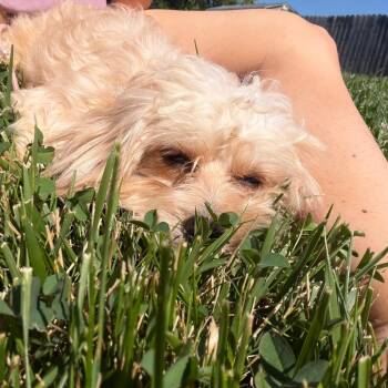 Lily -  Shih Tzu and Poodle Dog for Adoption in Peculiar, Missouri - Lily | PetCurious