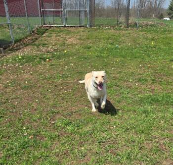 Labrador Retriever Dogs Available for Adoption in Angola, Indiana - Harley | PetCurious