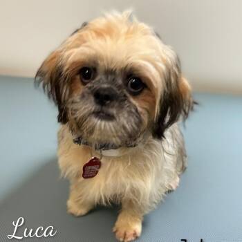 Luca -  Lhasa Apso Dog for Adoption in Fredericksburg, Virginia - Luca | PetCurious