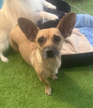 Rescue Chiweenie and Dachshund Dogs for Adoption in Imperial Beach, California - Maya | PetCurious