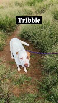 Rescue Shepherd and Pit Bull Terrier Dogs for Adoption in Cumming, Georgia - Tribble | PetCurious