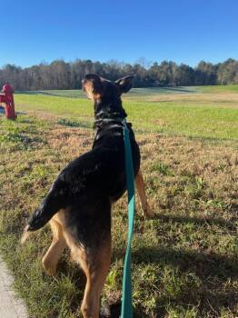 Dutchess-MI -  German Shepherd Dog Dog for Adoption in Magnolia, Texas - Dutchess-MI | PetCurious