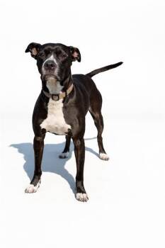 Mixed Breed Dogs Available for Adoption - CLEO | PetCurious