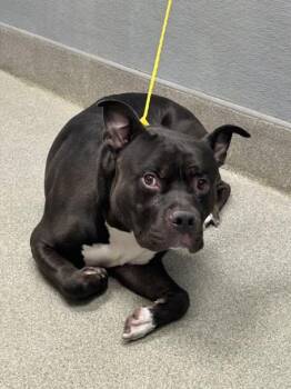 A1426359 -  Pit Bull Terrier Dog for Adoption in Las Vegas, Nevada - A1426359 | PetCurious