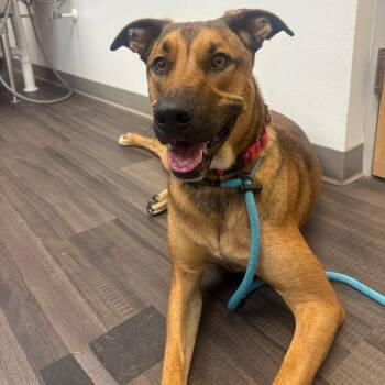 Mixed Breed Dogs Available for Adoption in Sarasota, Florida - Danny | PetCurious