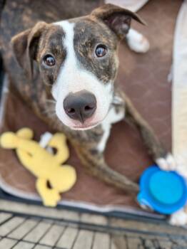 Star -  Mixed Breed Dog for Adoption in Livingston, Texas - Star | PetCurious