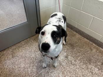 Boxer and Australian Cattle Dog Blue Heeler Dogs Available for Adoption - DANI | PetCurious
